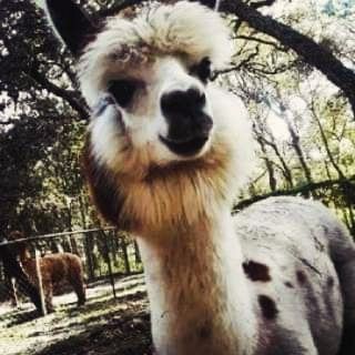 Friendly alpaca looking straight at the camera on a Florida farm