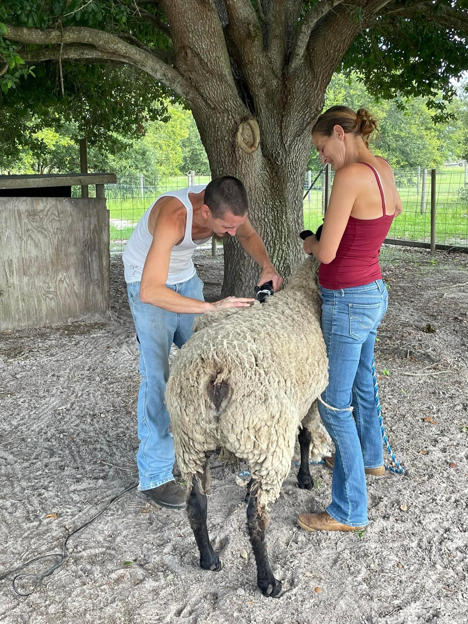 Our team shearing a sheep under a large tree on a Florida farm
